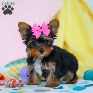 Callie, Yorkie Puppy